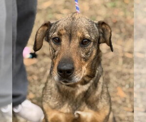 - Mix Dogs for adoption in Yardley, PA, USA
