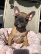 Small Photo #11 French Bulldog Puppy For Sale in EASTVALE, CA, USA