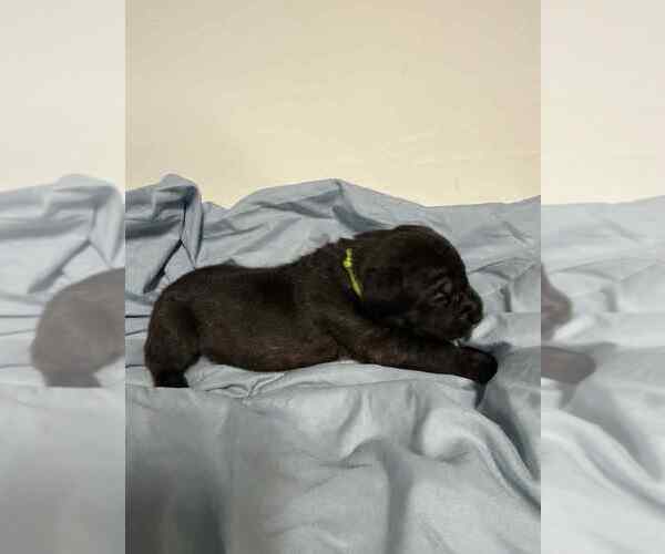 Medium Photo #3 Cane Corso Puppy For Sale in CAMBY, IN, USA