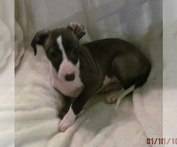 Medium Photo #1 Italian Greyhound Puppy For Sale in GRAHAM, WA, USA