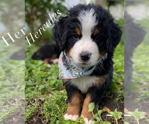 Bernese Mountain Dog Puppy for sale in MURRAY, UT, USA