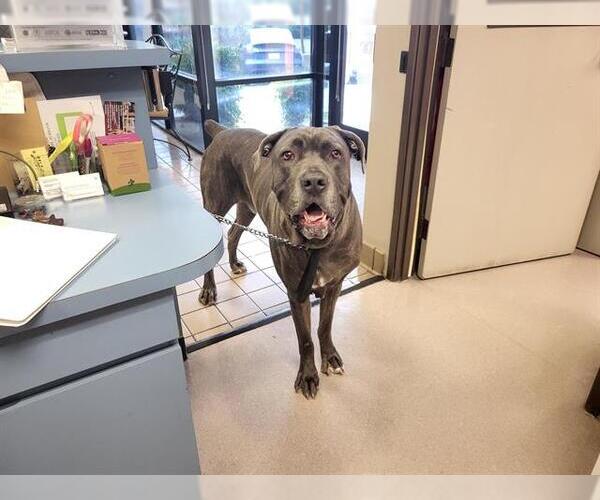 Medium Photo #1 Mastiff Puppy For Sale in Burbank, CA, USA