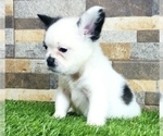 Small #1 French Bulldog