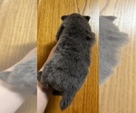 Small #1 Pomeranian