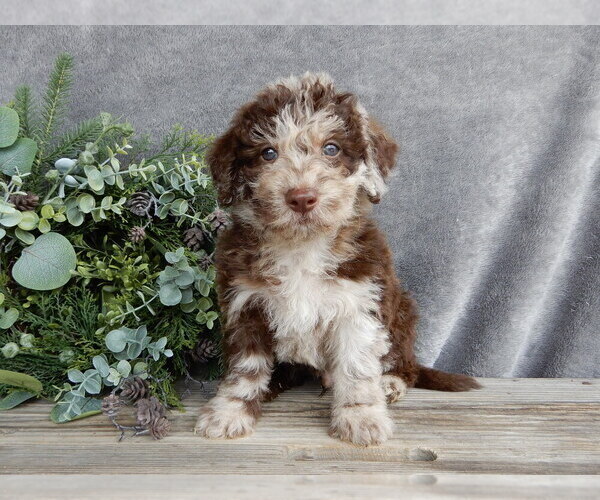 Medium Photo #6 Miniature Labradoodle Puppy For Sale in MILLERSBURG, OH, USA