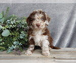 Small #5 Miniature Labradoodle