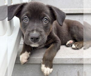 American Pit Bull Terrier-Unknown Mix Dogs for adoption in Fargo, ND, USA