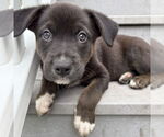 Small American Pit Bull Terrier Mix