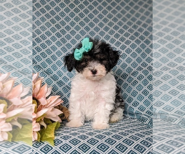 Medium Photo #1 Poodle (Miniature) Puppy For Sale in RISING SUN, MD, USA