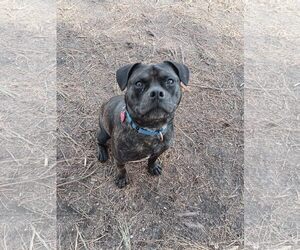 Mutt Dogs for adoption in Berlin, MD, USA