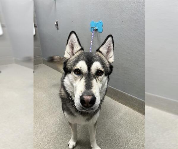 Medium Photo #1 Gerberian Shepsky Puppy For Sale in Las Vegas, NV, USA