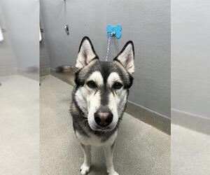 Gerberian Shepsky Dogs for adoption in Las Vegas, NV, USA