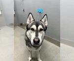 Small Gerberian Shepsky