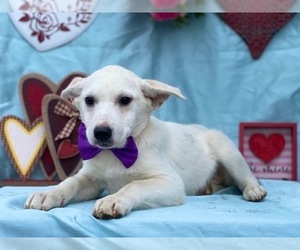 Australian Cattle Dog Puppy for sale in LANCASTER, PA, USA
