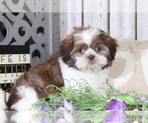 Shih Tzu Puppy for sale in MOUNT VERNON, OH, USA