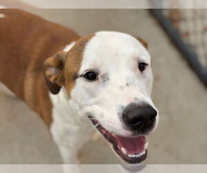 Labrador Retriever-Unknown Mix Dogs for adoption in Tulsa, OK, USA