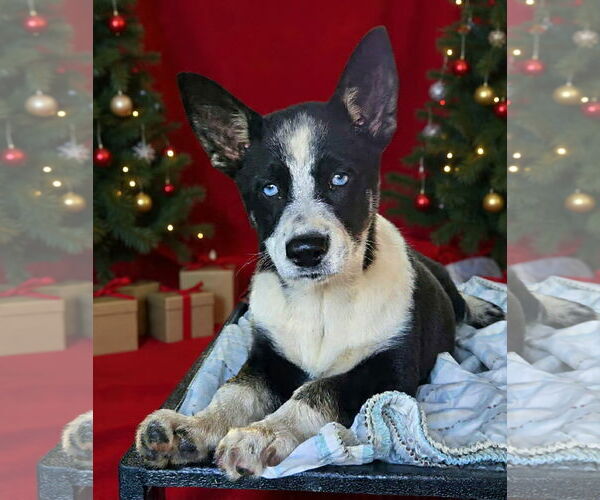 Medium Photo #6 Mutt Puppy For Sale in Wakefield, RI, USA