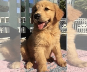 Golden Retriever Puppy for sale in SANTA ANA, CA, USA