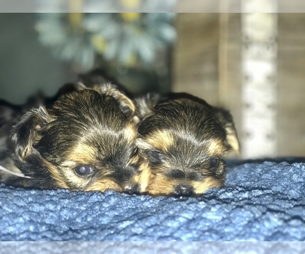 Medium Photo #13 Yorkshire Terrier Puppy For Sale in STKN, CA, USA