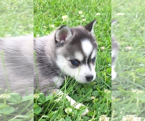 Medium Photo #14 Alaskan Klee Kai Puppy For Sale in WINCHESTER, OH, USA