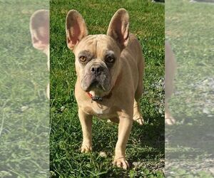Mother of the French Bulldog puppies born on 06/10/2026