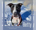 Small #6 American Pit Bull Terrier