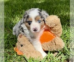Small #6 Miniature Australian Shepherd