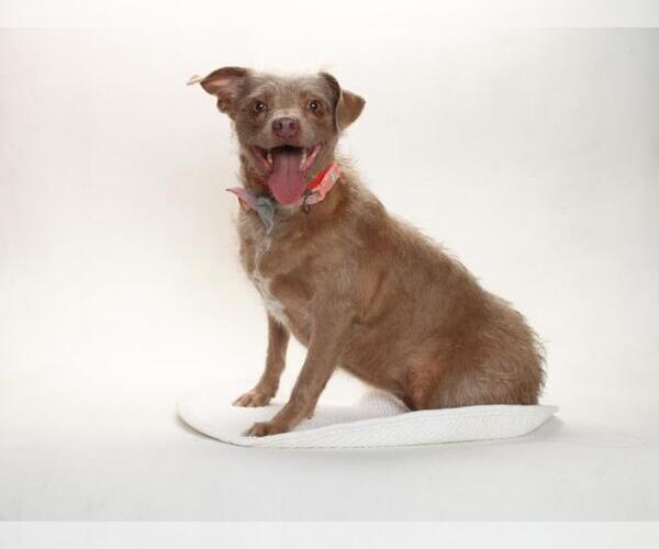 Medium Photo #2 Poodle (Miniature)-Unknown Mix Puppy For Sale in Burbank, CA, USA