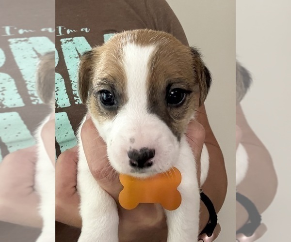 Medium Photo #1 Jack Russell Terrier Puppy For Sale in FREEMAN, MO, USA