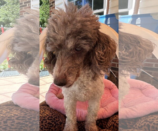 Medium Photo #4 Poodle (Miniature) Puppy For Sale in Pacolet, SC, USA