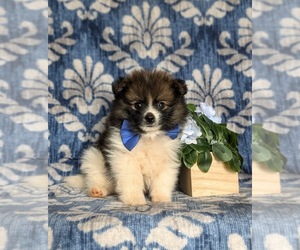 Pomeranian Puppy for sale in CHRISTIANA, PA, USA