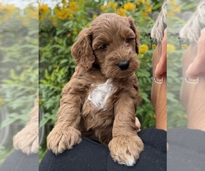 Medium Goldendoodle (Miniature)