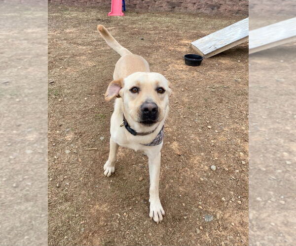 Medium Photo #2 Mutt Puppy For Sale in Bryant, AR, USA