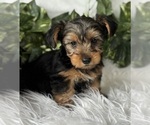Small #7 Yorkshire Terrier