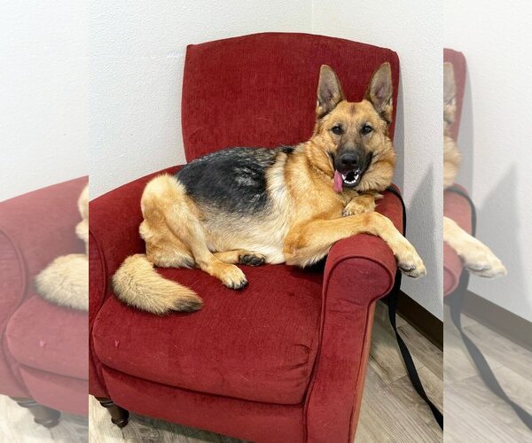 Medium Photo #1 German Shepherd Dog Puppy For Sale in San Diego, CA, USA