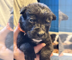 Mutt Dogs for adoption in Duluth, MN, USA