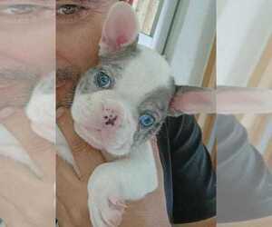 French Bulldog Puppy for sale in MORENO VALLEY, CA, USA