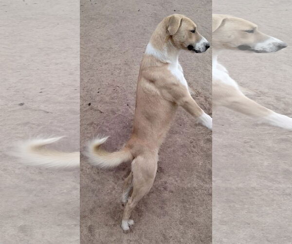 Medium Photo #6 Anatolian Shepherd-Labrador Retriever Mix Puppy For Sale in Apple Valley, CA, USA