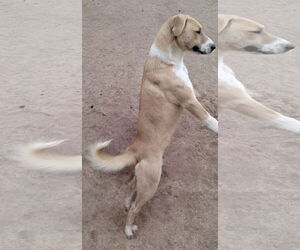 Seven Dwarfs - Male Anatolian Shepherd-Labrador Retriever Mix Dog for Adoption - Photo #6