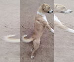 Small #5 Anatolian Shepherd-Labrador Retriever Mix