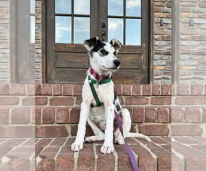 Mutt Dogs for adoption in Evansville, IN, USA