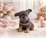 Puppy Moana French Bulldog