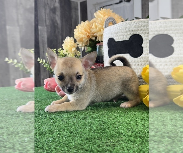 Medium Photo #3 Chihuahua Puppy For Sale in CANOGA, NY, USA