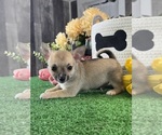 Small #2 Chihuahua