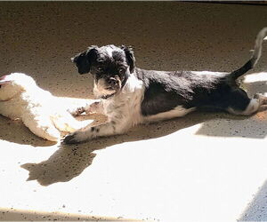Medium Shih Tzu Mix