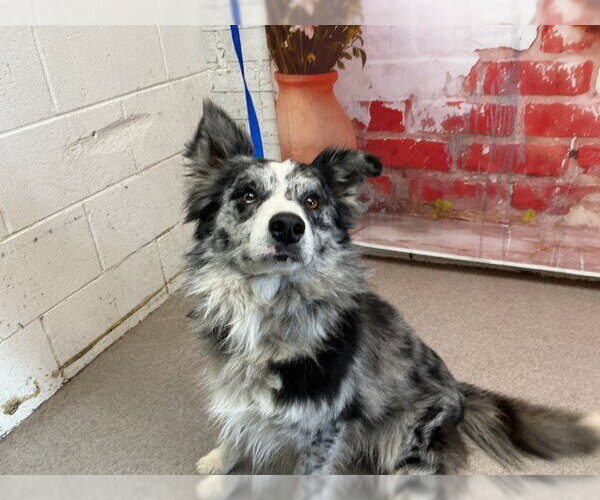 Medium Photo #1 Australian Shepherd-Unknown Mix Puppy For Sale in San Bernardino, CA, USA