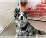 Small Australian Shepherd Mix