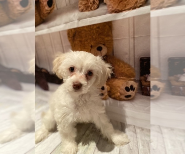 Medium Photo #5 Maltipoo (Miniature) Puppy For Sale in ACWORTH, GA, USA