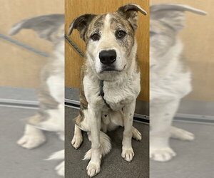 German Shepherd Dog-Unknown Mix Dogs for adoption in Forestville, MD, USA