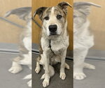 Small German Shepherd Dog Mix